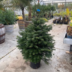 Kerstboom Abies Nordmanniana in pot 125-150 cm