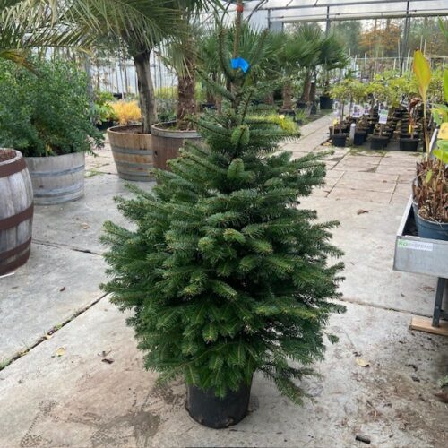 Kerstboom Abies Nordmanniana in pot 125-150 cm