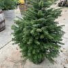 Kerstboom Abies Nordmanniana in pot 125-150 cm
