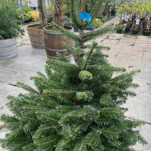 Kerstboom Abies Nordmanniana in pot 125-150 cm