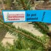 Kerstboom Abies Nordmanniana in pot 125-150 cm