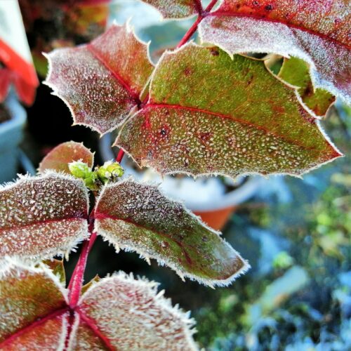 Mahonia aquifolium (Mahoniestruik)