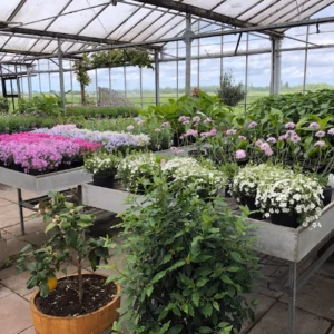 TAS voordeel tuincentrum aanbiedingen