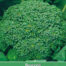 Broccoli zaaizaad