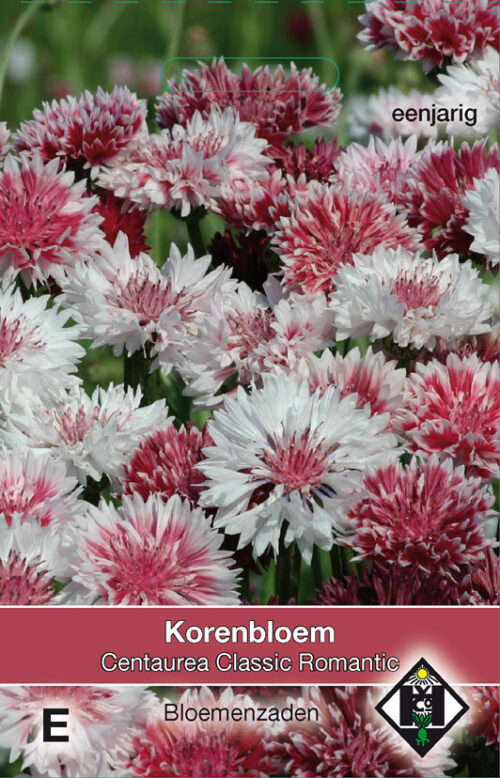 Korenbloem 'Centaurea c. classic Romantic' zaaizaad