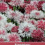 Korenbloem 'Centaurea c. classic Romantic' zaaizaad