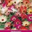 Ijsbloemen dorotheanthus b. Sunshine mix zaaizaad