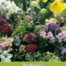 Tuinboeket in Geur en Kleur zaaizaad