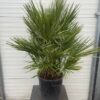 Chamaerops humilis (Europese dwergpalm)