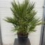 Chamaerops humilis (Europese dwergpalm)