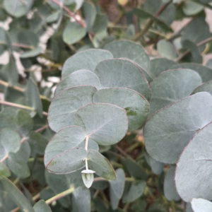 Eucalyptus gunnii