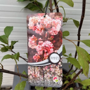 Viburnum bodnantense 'Charles Lamont' (Sneeuwbal)