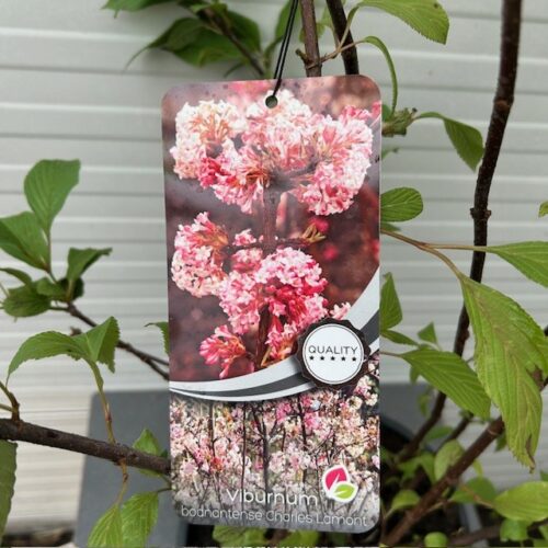 Viburnum bodnantense 'Charles Lamont' (Sneeuwbal)