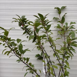 Viburnum bodnantense 'Charles Lamont' (Sneeuwbal)