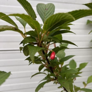 Viburnum bodnantense 'Charles Lamont' (Sneeuwbal)