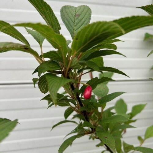 Viburnum bodnantense 'Charles Lamont' (Sneeuwbal)