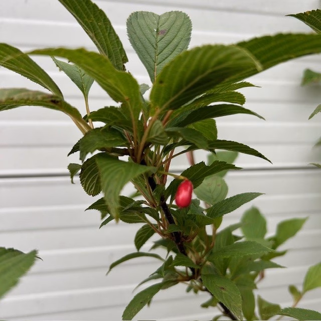 Viburnum bodnantense 'Charles Lamont' (Sneeuwbal)