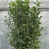 Portugese Laurier (Prunus lusitanica Angustifolia)