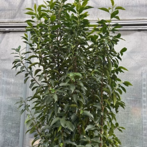 Portugese Laurier (Prunus lusitanica Angustifolia)