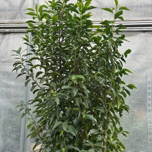 Portugese Laurier (Prunus lusitanica Angustifolia)