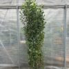 Portugese Laurier (Prunus lusitanica Angustifolia)