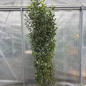 Portugese Laurier (Prunus lusitanica Angustifolia)