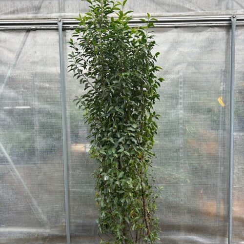 Portugese Laurier (Prunus lusitanica Angustifolia)