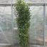Portugese Laurier (Prunus lusitanica Angustifolia)