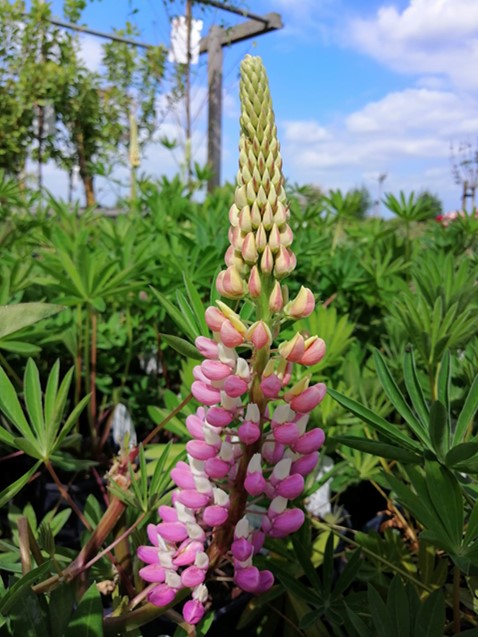 Lupine