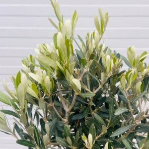 Olea europaea (Olijf) op stam