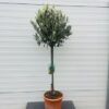 Olea europaea (Olijf) op stam