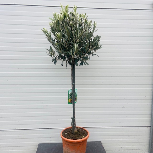 Olea europaea (Olijf) op stam