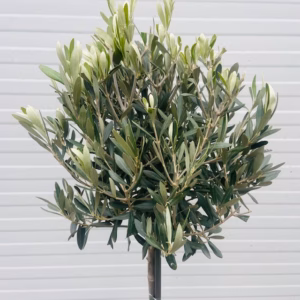 Olea europaea (Olijf) op stam