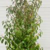 Portugese Laurier (Prunus l. Angustifolia) 180 cm