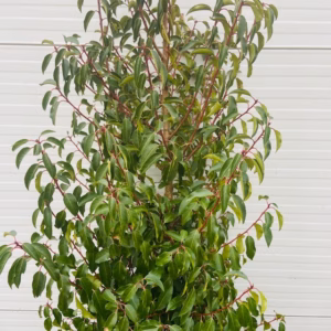 Portugese Laurier (Prunus l. Angustifolia) 180 cm