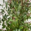 Portugese Laurier (Prunus l. Angustifolia) 180 cm