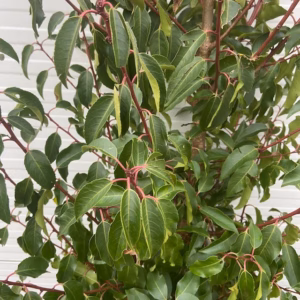 Portugese Laurier (Prunus l. Angustifolia) 180 cm