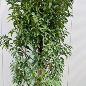 Portugese Laurier (Prunus lusitanica Angustifolia) 180 cm