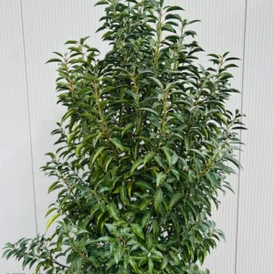 Portugese Laurier (Prunus lusitanica Angustifolia) 180 cm