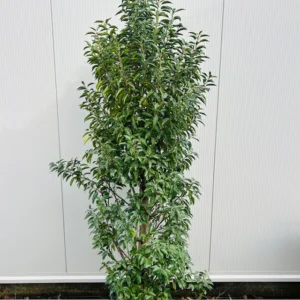 Portugese Laurier (Prunus lusitanica Angustifolia) 180 cm