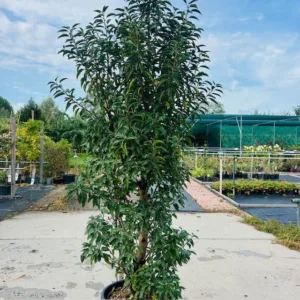 Portugese Laurier (Prunus lusitanica Angustifolia) 180 cm