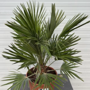 Chamaerops Vulcano (Europese dwergpalm)