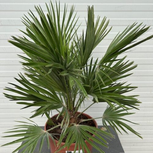 Chamaerops Vulcano (Europese dwergpalm)