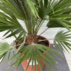 Chamaerops Vulcano (Europese dwergpalm)