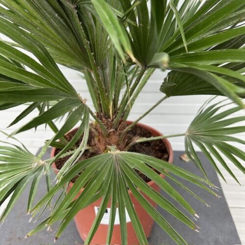 Chamaerops Vulcano (Europese dwergpalm)