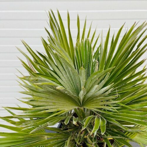 Chamaerops Vulcano (Europese dwergpalm)