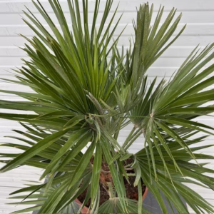 Chamaerops Vulcano (Europese dwergpalm)