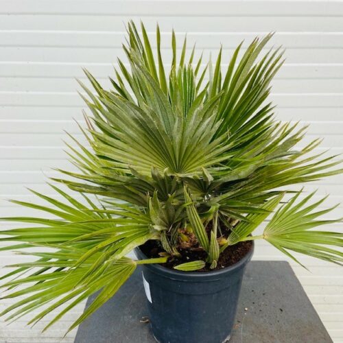 Chamaerops Vulcano (Europese dwergpalm)