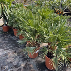 Chamaerops Vulcano (Europese dwergpalm)