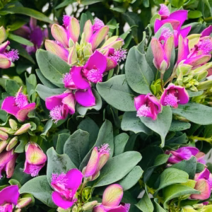Polygala myrtifolia (Vleugeltjesbloem) struik 40 cm